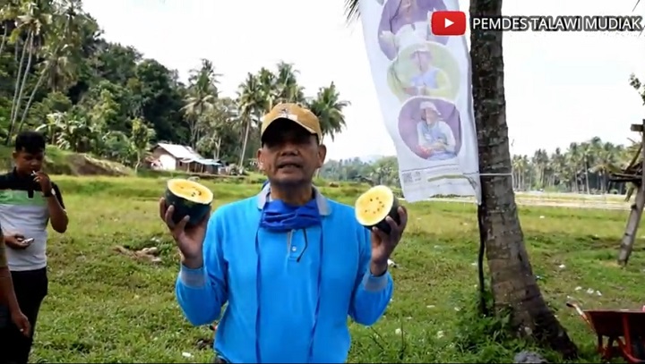 Hasil Panen Semangka Non Biji dan Melon Gold